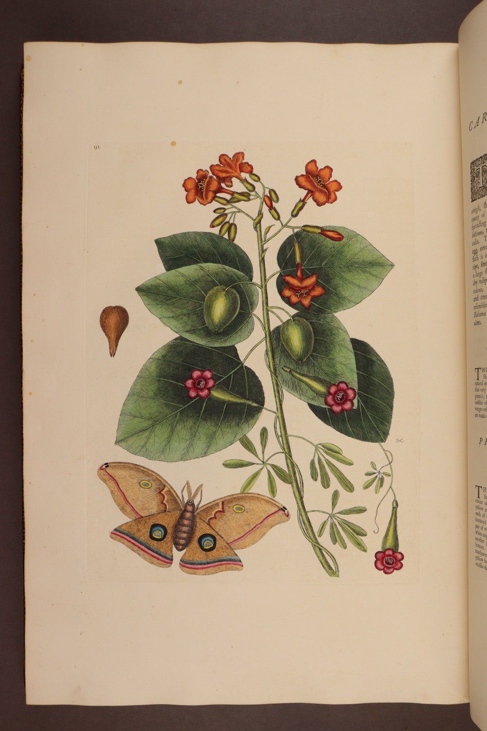 Plate 91